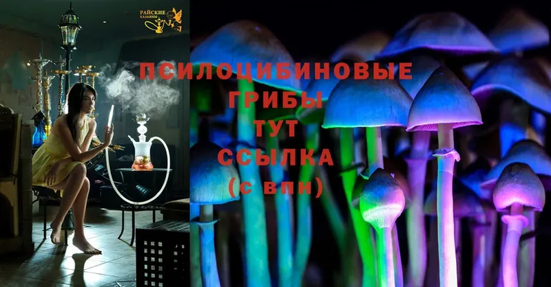 Псилоцибиновые грибы MAGIC MUSHROOMS  как найти наркотики  Куртамыш 